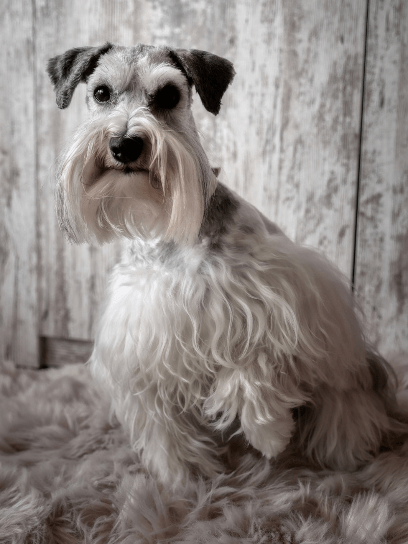 Schnauzer